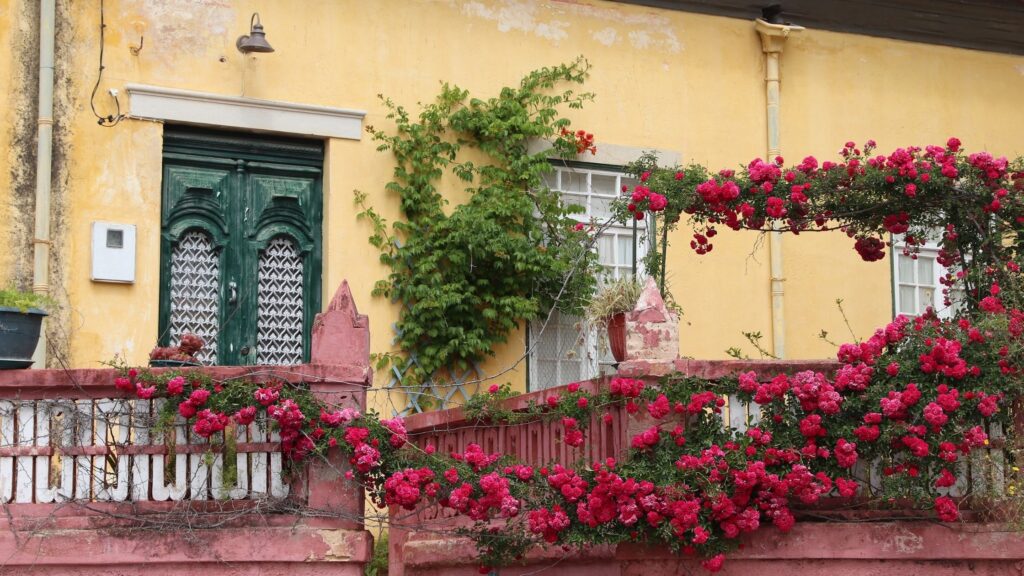 amarração amorosa ilha das flores